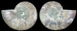 Polished Ammonite Pair - Agatized #68859-1